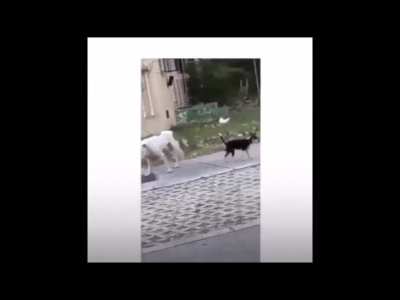 Dog felt sad after what he said