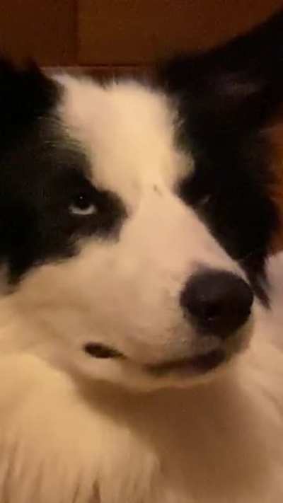My Doggo is not amused about being filmed. She even rolled her eyes. Had to share this as I think it is hilarious ?