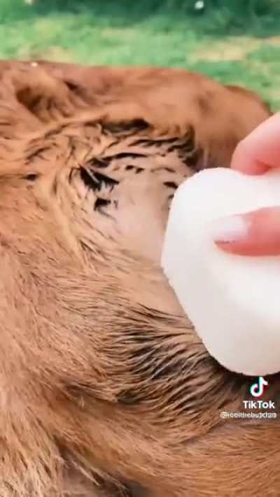 Cows deserve to be pampered too!