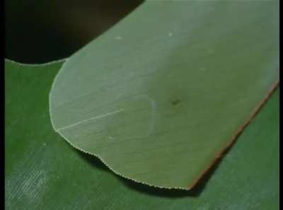 ? Caterpillar creates place to hide so predators can't kill while it eats