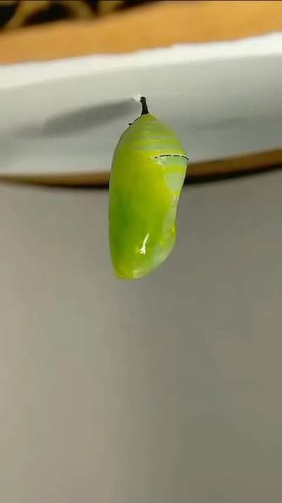Metamorphosis of a Monarch Butterfly