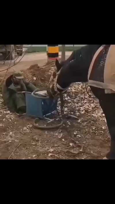 Horse