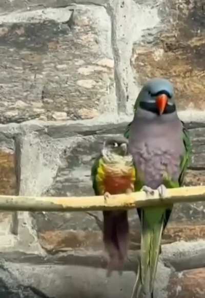 Birb