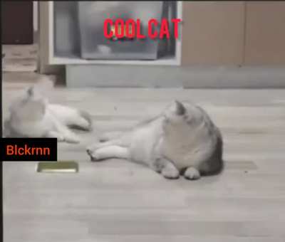 cool cat ?