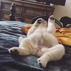 Willow plays with the ceiling fan sometimes.