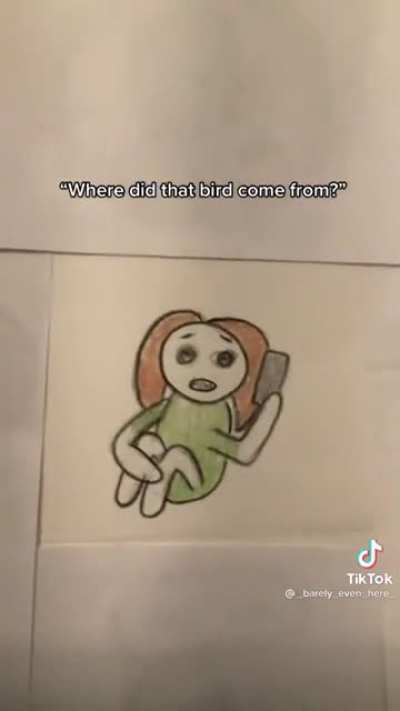 Where does the bird come from?