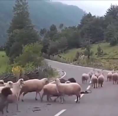 A day in the life of a shepherd.