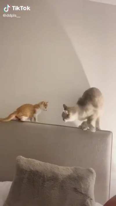 Cat says “yeet”