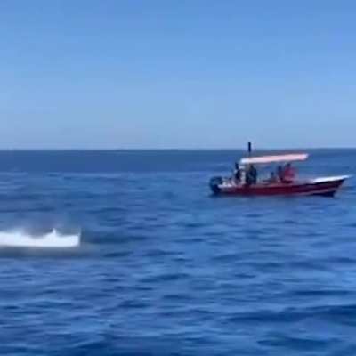 ? Killer Whale leaps in air while hunting dolphins