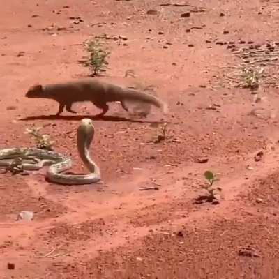 ? The weasel is almost the only enemy of the cobra. It feeds on the cobra. It attacks the cobra's underside, where it can't reach, then sits down and gnaws.
