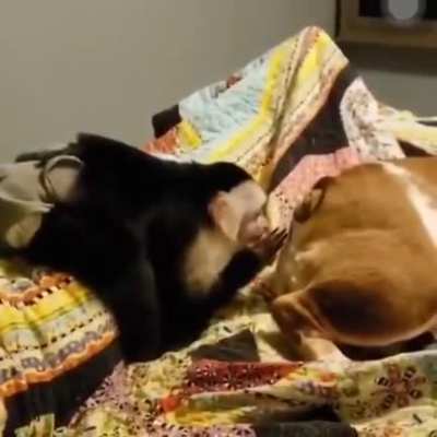 Boop