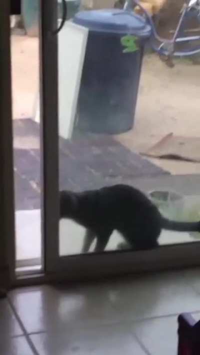 Catculations gone wrong