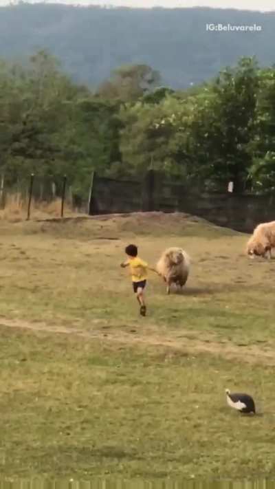 Let's harass an animal...