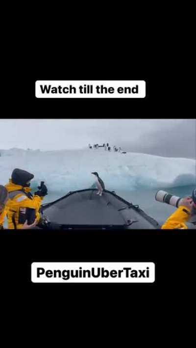 this poor penguin was running away from them most likely ?