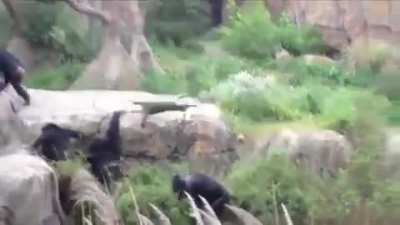 Chimps vs raccoon... captivity edition