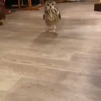 IS THAT A CUSTOMER? flop flop flop flop .... " Can I uhh... help you sir?"