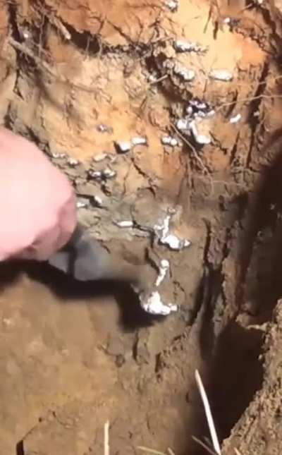 ? Ant Hill Is Cast With Molten Metal