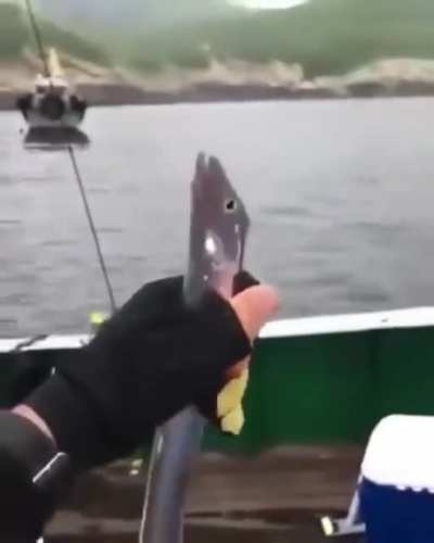 A shiny cutlassfish