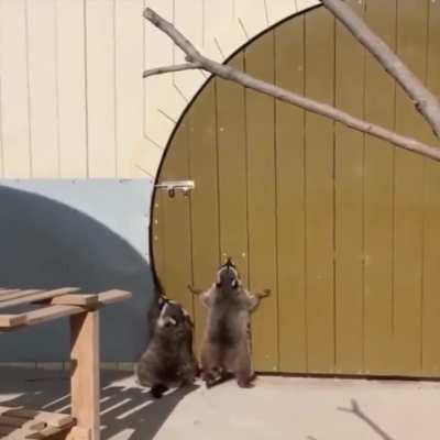 Criminal masterminds attempt to break and enter