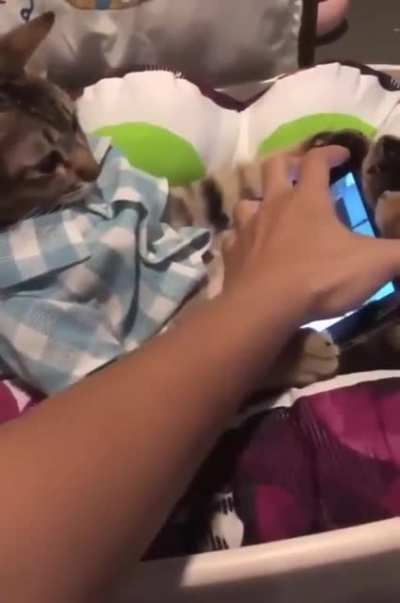 At not creating the first smartphone addiction of a cat
