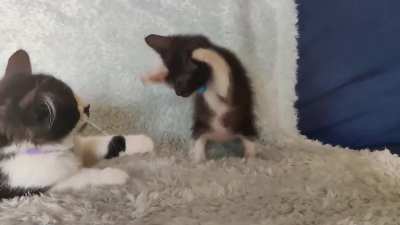 You boop first, then we play