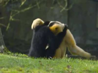 Gibbon’s being wholesome