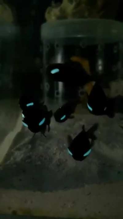 ? These Flashlight Fishes produce bioluminescent light and have organs that allow them to turn it on and off.