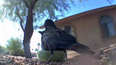 This guy falls every time he gets out of the bowl (young raven)