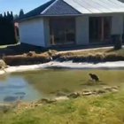 Cat trying to catch a fish under a frozen pond