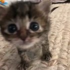 Little waddles