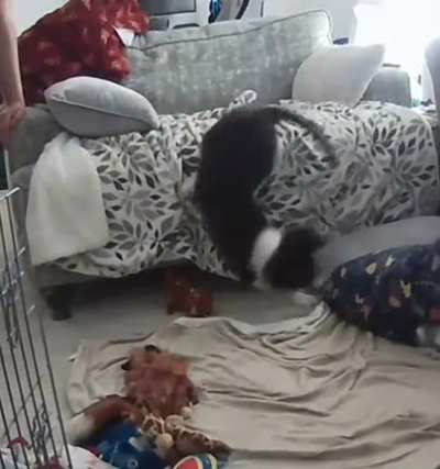 No puppies were harmed in the making of this video ? he went straight back to sleep