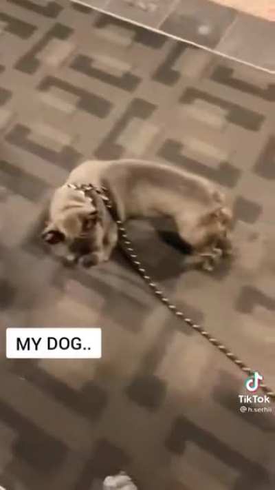 Other dogs vs mine