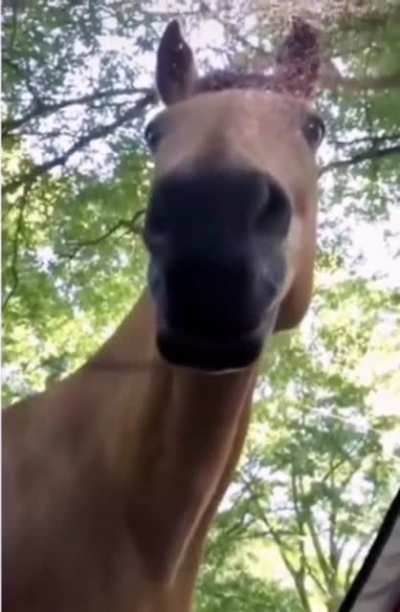 Ma’am, You’re On My Favourite Grass.