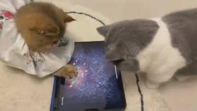 Gamer cats