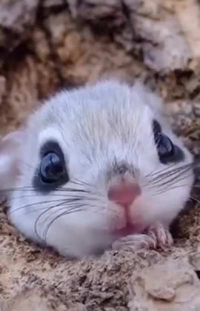 The Ezo Momonga is an adorable flying squirrel species unique to Hokkianda, a large island in northern Japan