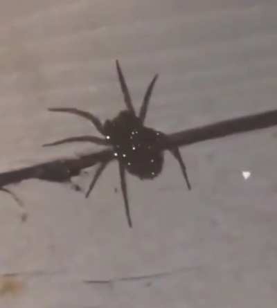 ? This is a wolf spider carrying her babies. The sparkles are their eyes.