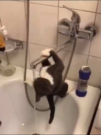 Someone help this fcking cat!!!!!!!!