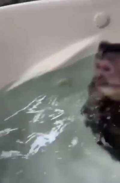 This monkey definitely seems to enjoy his new bath toys ??