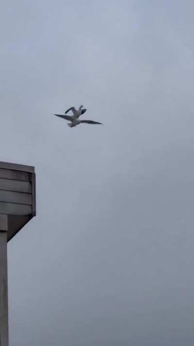 King of the skies