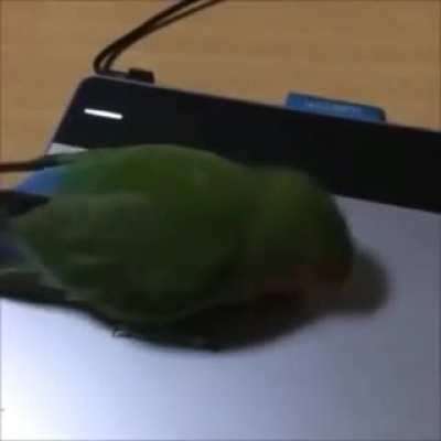 Berd draws some art