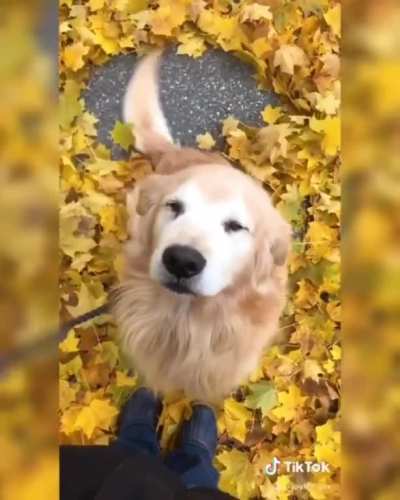 Happy boye creating leaf angels with his tail. ?