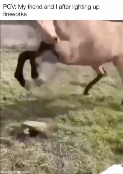 Run bro, run!