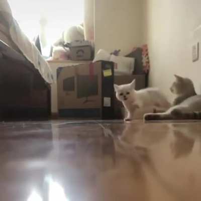 illegal kitty on the run
