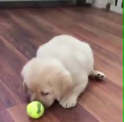 Please throw the ball ?