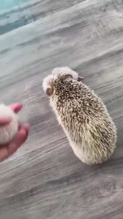 Baby hedgehogs