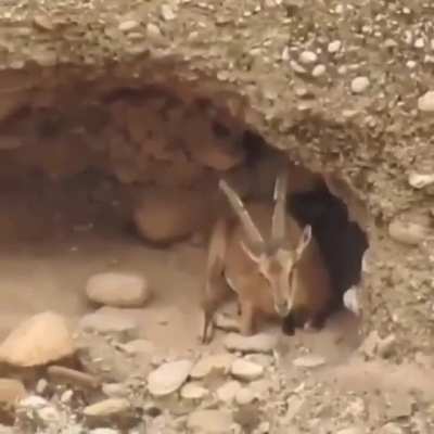 ? Breathtaking habitat of the ibex ?