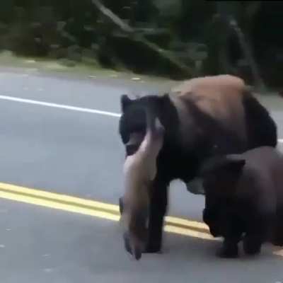 ? Parent and cub on their way back after a successful huge catch