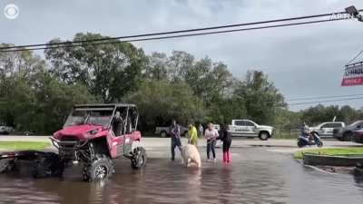 Pig named Millie rescued from Hurricane Milton flooding in Florida after animals were abandoned at a gas station.