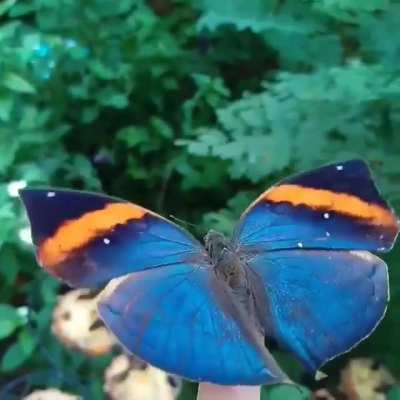 ? The Indian Leaf Butterfly (Kallima paralekta) showcases astonishing mimicry and hidden beauty. Its wings cleverly resemble a dead leaf when closed, providing effective camouflage against predators. ??
