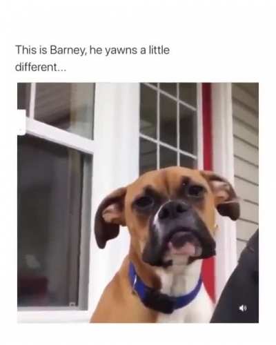 to yawn